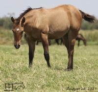 Divi It Up MA's 2021 Dun filly - She will be kept back as a broodmare